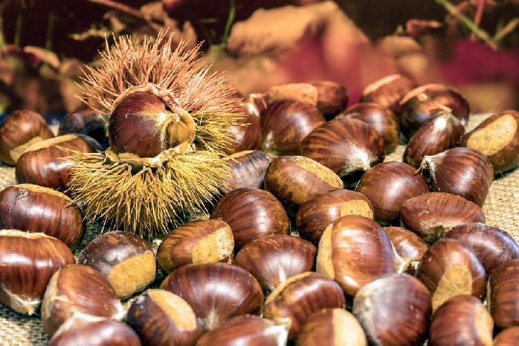 https://www.ragusanews.com/immagini_articoli/02-11-2019/nutrizione-castagne-integrarle-dieta-senza-ingrassare-500.jpg