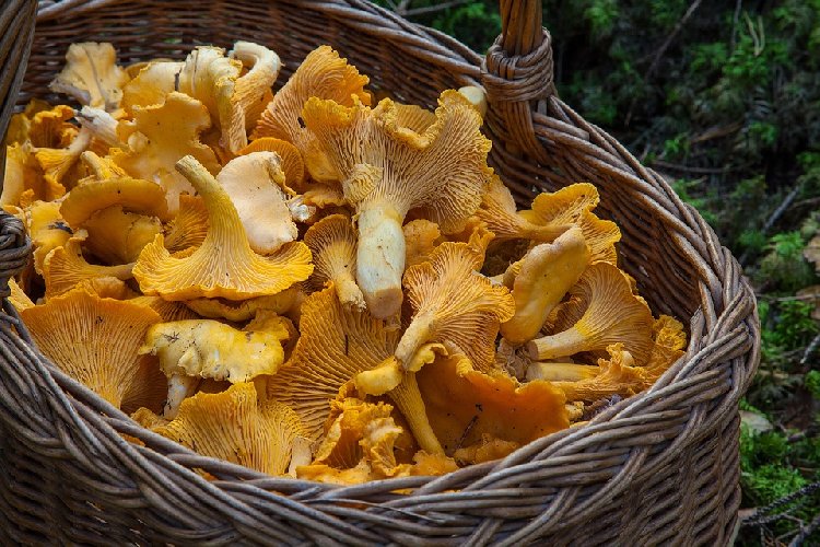 https://www.ragusanews.com/immagini_articoli/05-11-2019/dieta-con-i-funghi-per-dimagrire-con-gusto-500.jpg