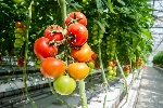 https://www.ragusanews.com/immagini_articoli/06-03-2025/pomodori-protetti-riprodotti-illegalmente-produttore-e-vivaista-condannati-a-maxi-risarcimento-100.jpg