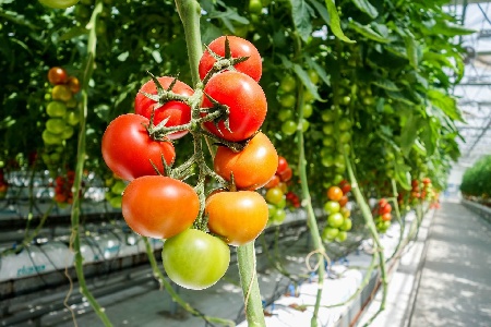 https://www.ragusanews.com/immagini_articoli/06-03-2025/pomodori-protetti-riprodotti-illegalmente-produttore-e-vivaista-condannati-a-maxi-risarcimento-300.jpg