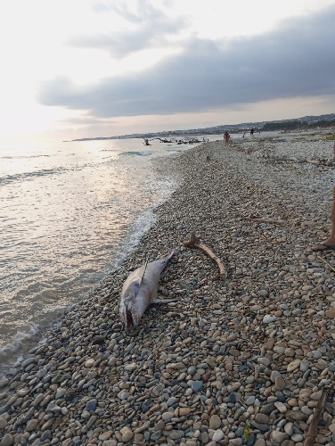 https://www.ragusanews.com/immagini_articoli/08-08-2024/carcassa-di-delfino-spiaggiata-alla-foce-del-fiume-irminio-500.jpg