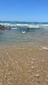 https://www.ragusanews.com/immagini_articoli/09-07-2022/1657384248-papera-fugge-e-va-a-fare-il-bagno-in-spiaggia-a-donnalucata-2-280.jpg