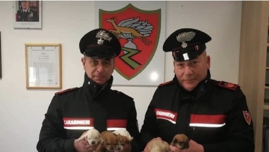 https://www.ragusanews.com/immagini_articoli/13-03-2025/modica-carabinieri-salvano-cinque-cuccioli-di-cane-abbandonati-300.jpg