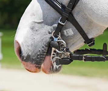 https://www.ragusanews.com/immagini_articoli/15-03-2025/il-morso-del-cavallo-a-donnalucata-44enne-ferito-e-in-ospedale-300.jpg