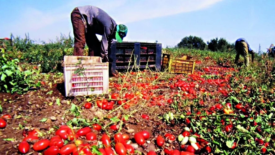 https://www.ragusanews.com/immagini_articoli/15-10-2024/ispica-due-braccianti-agricoli-tunisini-se-le-danno-di-santa-ragione-500.webp