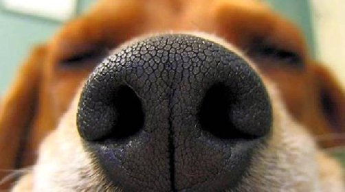 https://www.ragusanews.com/immagini_articoli/17-12-2020/il-fiuto-dei-cani-infdallibile-nel-diagnosticare-il-covid-280.jpg