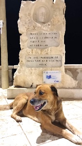 https://www.ragusanews.com/immagini_articoli/17-12-2023/1702821868-morto-il-cane-napoleone-1-300.jpg