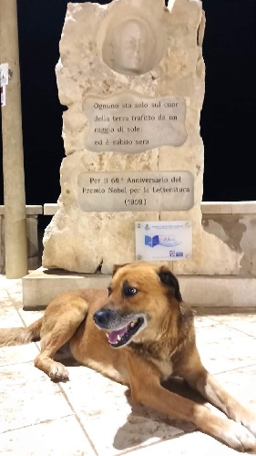 https://www.ragusanews.com/immagini_articoli/17-12-2023/1702821868-morto-il-cane-napoleone-1-500.jpg