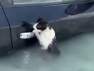 https://www.ragusanews.com/immagini_articoli/19-04-2024/il-gatto-aggrappato-all-auto-salvato-dall-alluvione-100.jpg
