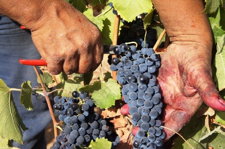 https://www.ragusanews.com/immagini_articoli/20-09-2022/sicilia-produzione-d-uva-calo-15-per-cento-qualita-del-vino-migliore-300.jpg