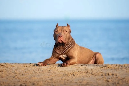 https://www.ragusanews.com/immagini_articoli/20-12-2024/quel-pitbull-lasciato-libero-in-spiaggia-a-marina-di-modica-ha-ferito-un-ragazzo-alla-mano-300.jpg