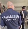 https://www.ragusanews.com/immagini_articoli/22-12-2023/ispettorato-del-lavoro-raffica-di-denunce-dei-carabinieri-nel-ragusano-100.jpg