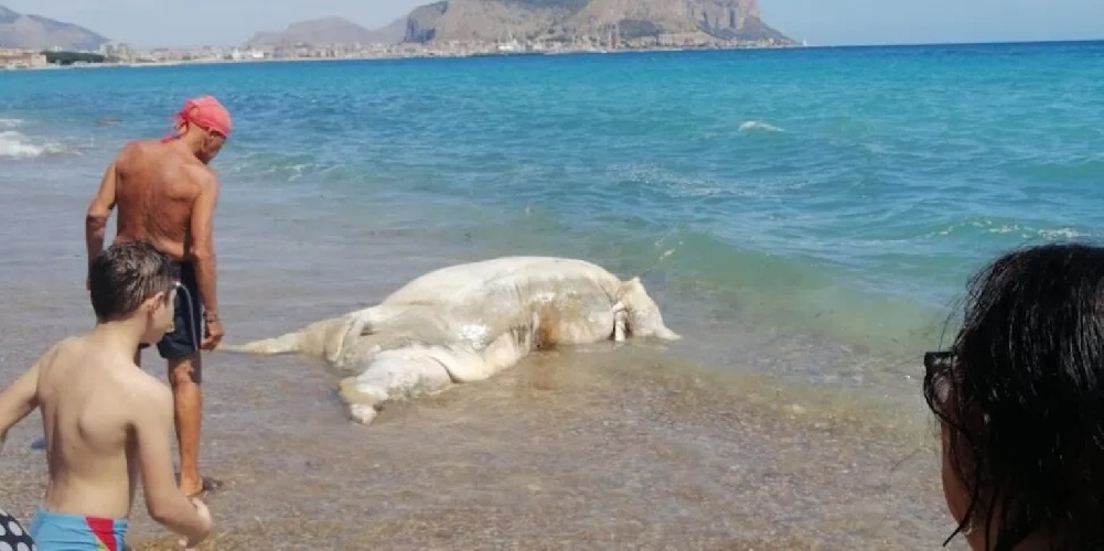 https://www.ragusanews.com/immagini_articoli/23-06-2024/un-vitello-morto-sulla-spiaggia-tra-lo-stupore-dei-bagnanti-500.jpg