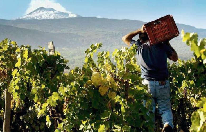 https://www.ragusanews.com/immagini_articoli/23-12-2021/vino-torna-contrade-dell-etna-si-terra-nell-aprile-2022-500.jpg