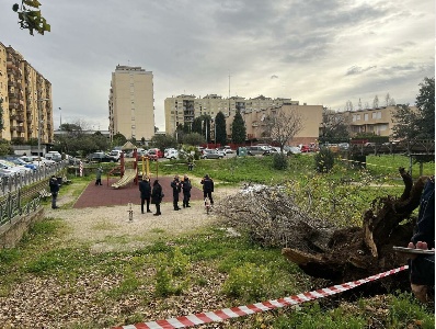 https://www.ragusanews.com/immagini_articoli/23-12-2024/crolla-un-albero-a-roma-morta-una-donna-in-un-parco-passeggiava-con-un-amica-rimasta-ferita-300.jpg