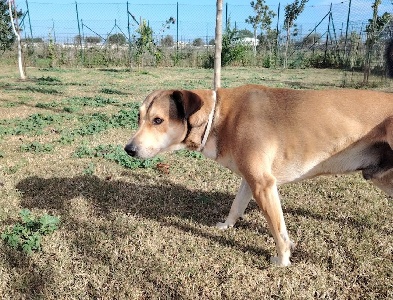 https://www.ragusanews.com/immagini_articoli/23-12-2024/levi-il-cane-di-ariane-e-ancora-senza-padrone-300.jpg