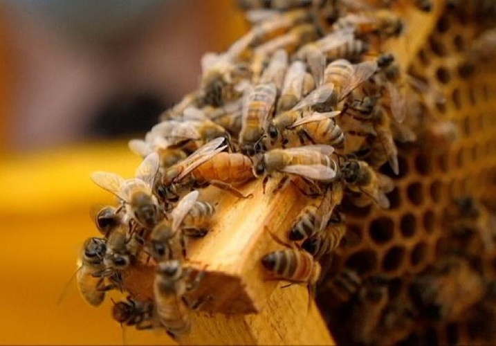 https://www.ragusanews.com/immagini_articoli/25-05-2024/apicoltori-siciliani-scrivono-ai-candidati-elezioni-europee-500.jpg