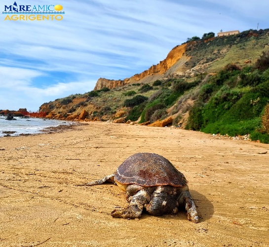 https://www.ragusanews.com/immagini_articoli/27-10-2024/1730034904-scala-dei-turchi-trovato-morto-enorme-esemplare-di-caretta-caretta-1-500.jpg