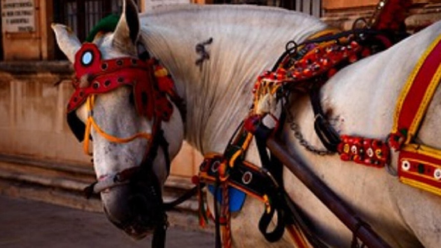 https://www.ragusanews.com/immagini_articoli/28-03-2024/riconoscimento-per-il-cavallo-siciliano-razza-a-limitata-diffusione-500.jpg