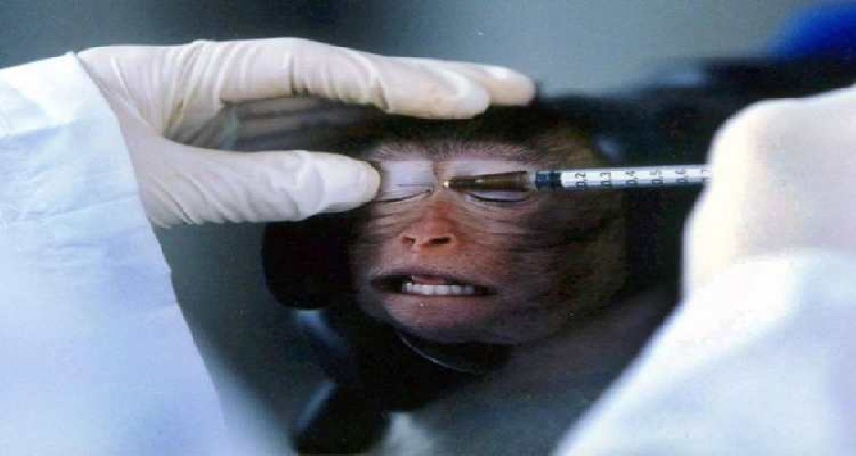 https://www.ragusanews.com/immagini_articoli/28-04-2020/oxford-dopo-vaccino-su-scimmie-in-settembre-pronti-per-l-uomo-500.jpg
