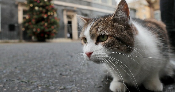 https://www.ragusanews.com/immagini_articoli/29-01-2025/gatto-torna-dalla-sua-famiglia-11-anni-dopo-la-scomparsa-300.jpg