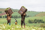 https://www.ragusanews.com/immagini_articoli/29-11-2024/caporalato-a-vittoria-denunciato-un-imprenditore-agricolo-100.jpg