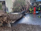 https://www.ragusanews.com/immagini_articoli/30-11-2024/albero-si-schianta-nel-campus-universita-5-feriti-3-sono-gravi-uno-studente-al-primo-giorno-100.jpg